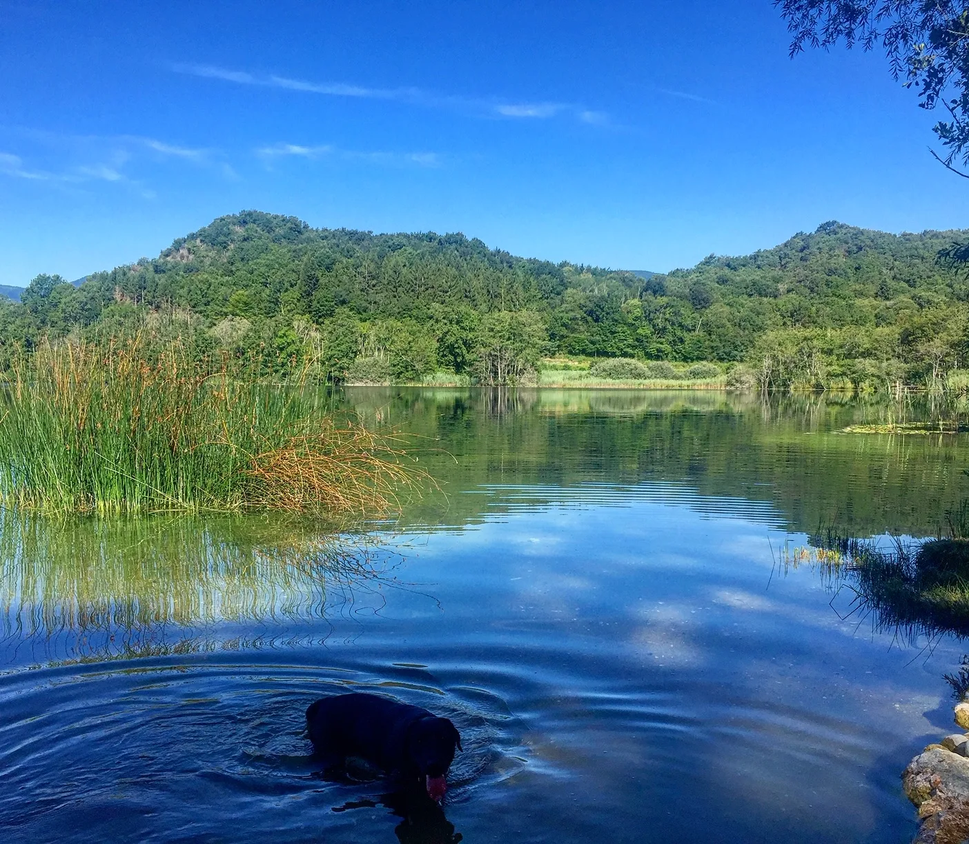 Annecy-Genève-Geneve-Lyon-Bugey-Bugeysud-Ain-France-gites-gite-gîtes-gîte-les gites de sarah et Claude-pet-pet friendly-dog-cat-zen-nature-guest house-vacances-vacance-grand colombier-Le grand colombier-lesgitesdesarahetclaude