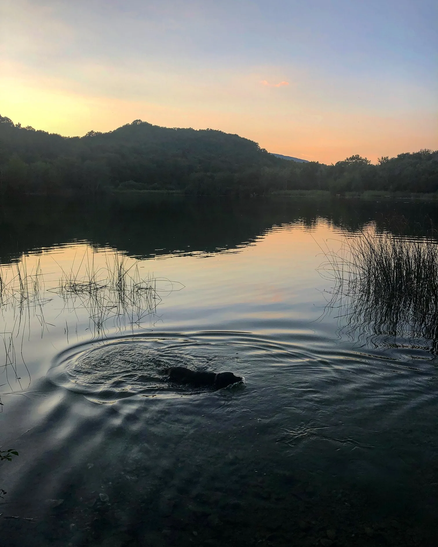 Annecy-Genève-Geneve-Lyon-Bugey-Bugeysud-Ain-France-gites-gite-gîtes-gîte-les gites de sarah et Claude-pet-pet friendly-dog-cat-zen-nature-guest house-vacances-vacance-grand colombier-Le grand colombier-lesgitesdesarahetclaude
